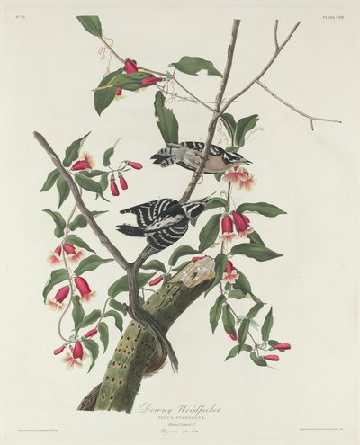 Donsspecht, 1831 door John James Audubon